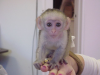   Sper Excelente monos capuchinos Disponible