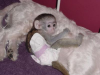  Inteligentes beb Monos capuchinos para adopcin