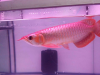 Arowana peces especie todos disponible