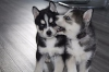 Siberian husky cachorros para la venta