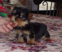  Yorkie Terrier Cachorros para adopcin