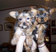 Gorgeous Teacup Yorkie Puppies Available