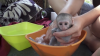 lindos monos capuchinos bebé para adopción gratuita       