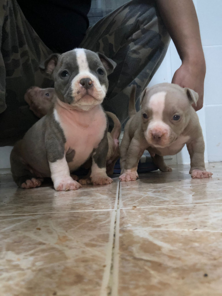 american bully ped abkc