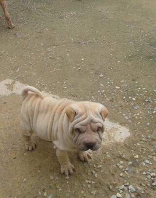 cachorros sharpey