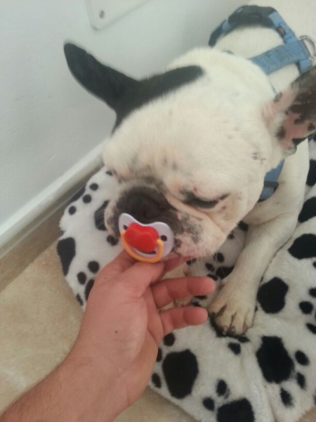 Bulldog Frances