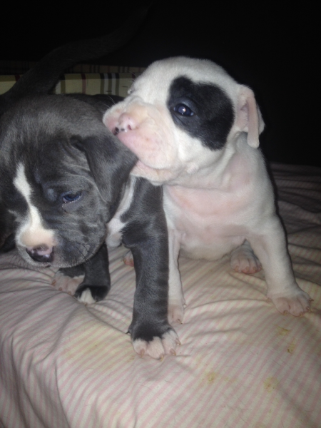 American bully
