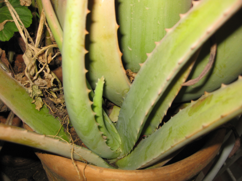 ALOE VERAS VARIOS TAMAÑOS