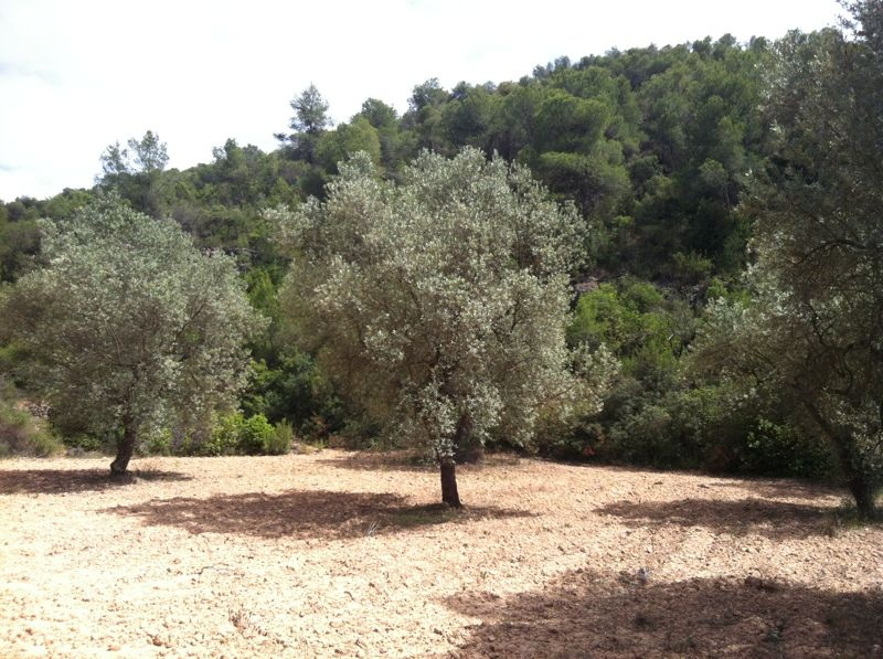 Finca 3Ha Provincia de Tarragona