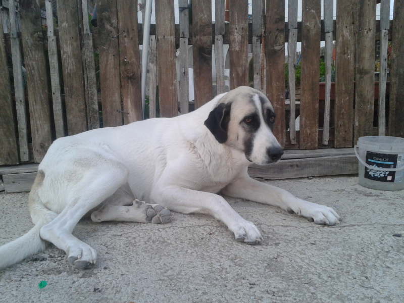 animales