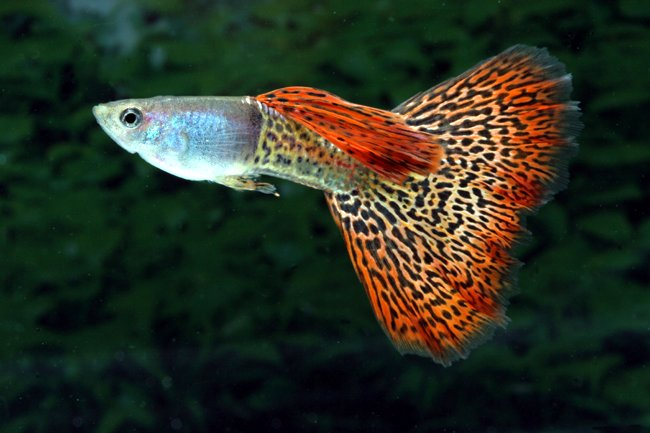 Alevines de Guppys