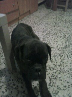 Perros Boxer 