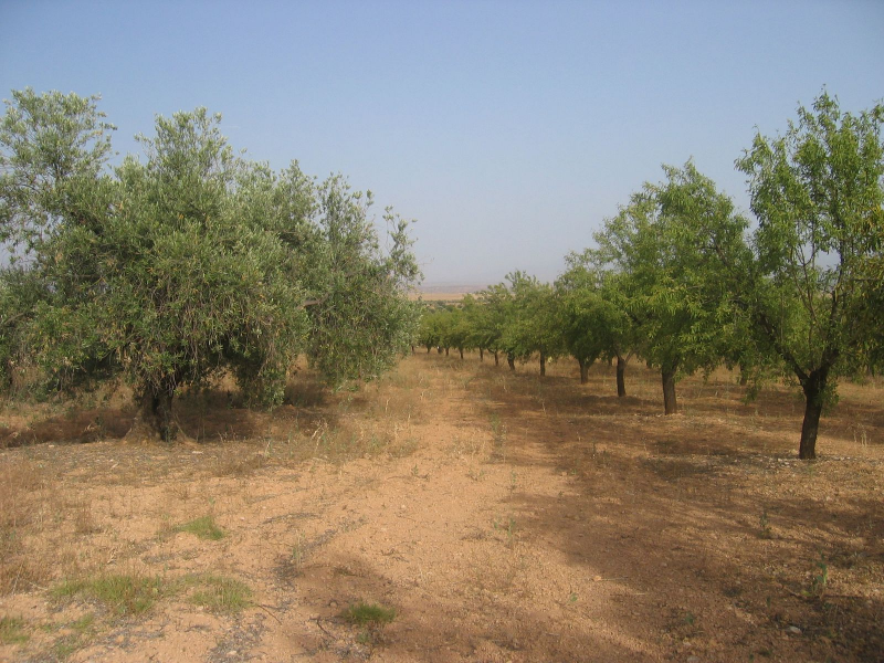 Finca