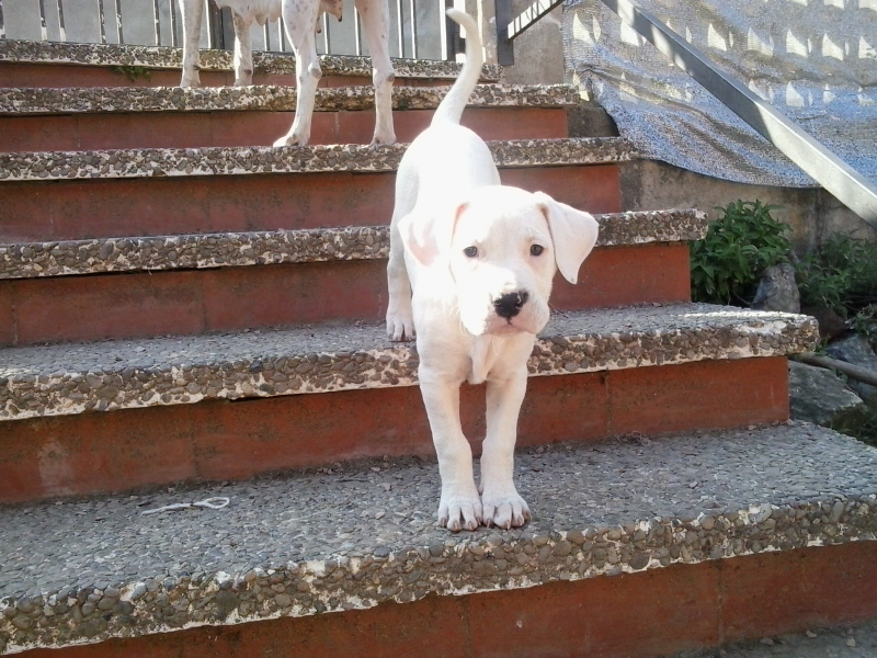 cachorro dogo