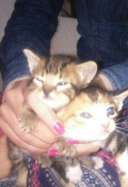 Gatitos