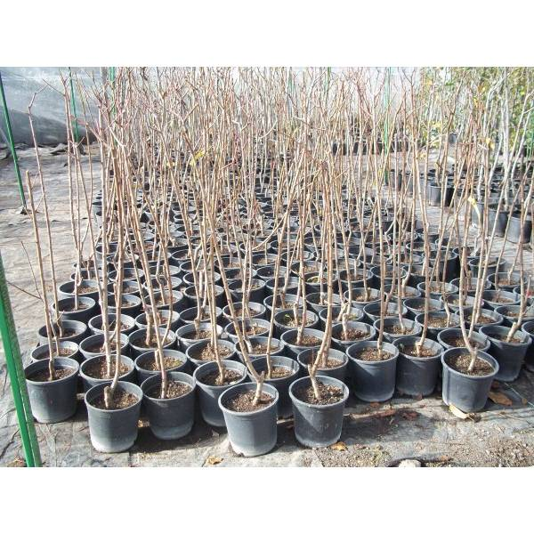 plantas de kakis enmacetadas