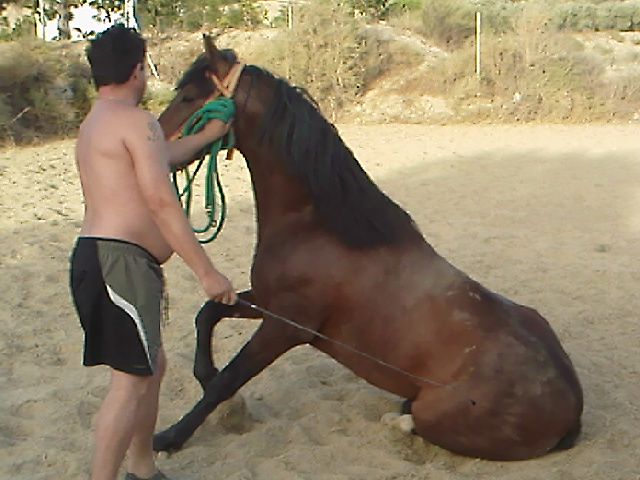 caballo castaño