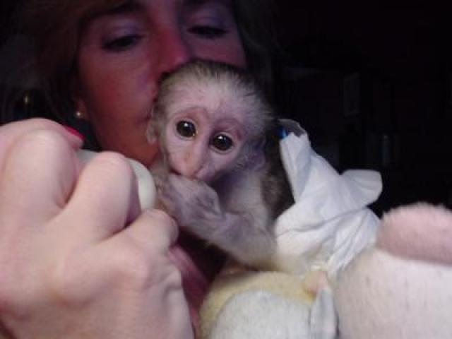   Bebe Mono Capuchino para su adopción