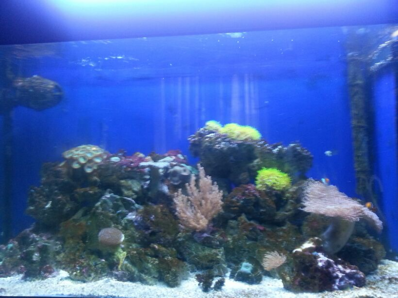 acuario  marino