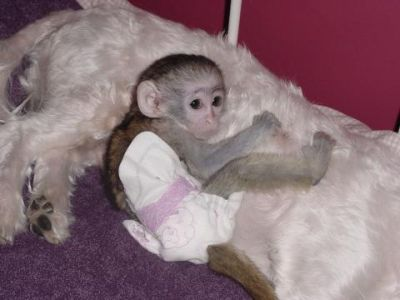  Inteligentes bebé Monos capuchinos para adopción