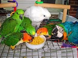 bebé loros y huevos fértiles para la venta