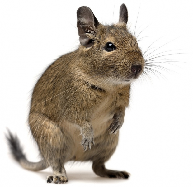 Degus
