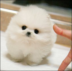  Cachorros pequeño pomerania para adopcion