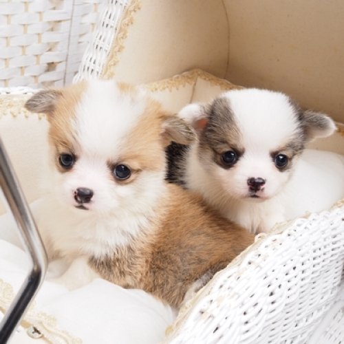Cachorros Walsh Gorgi para adopcion