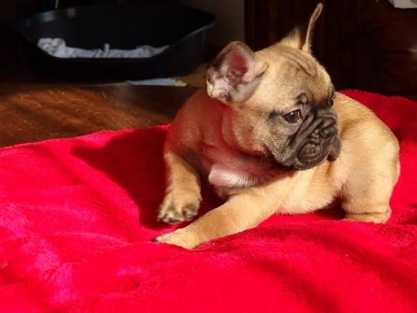 CACHORRO BULLDOG FRANCÉS