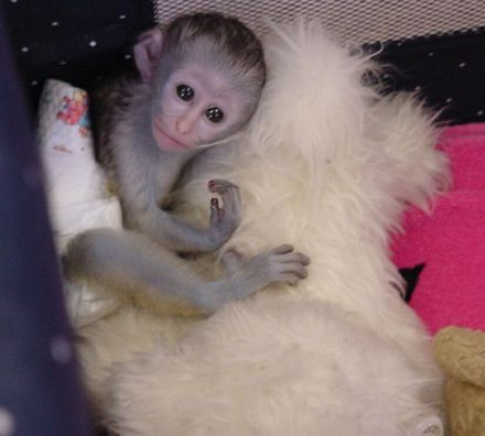   Monos capuchinos muy saludables disponibles