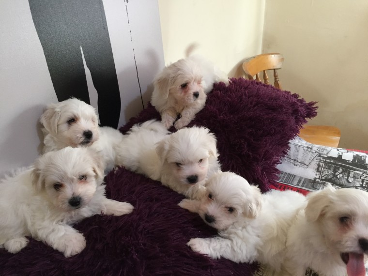 Hombres y mujeres taza de té Maltés cachorros