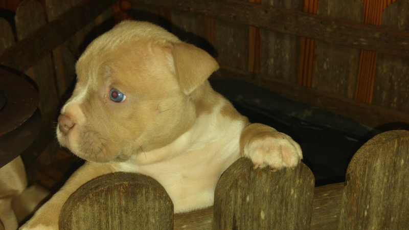 Cachorro american bully abkc i pedigree impresionante