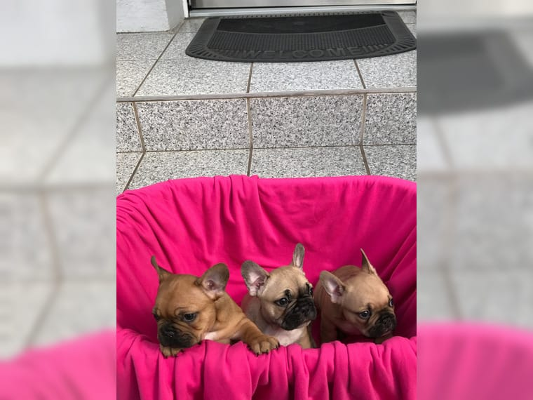 Bulldog Francés. Cachorros pura raza