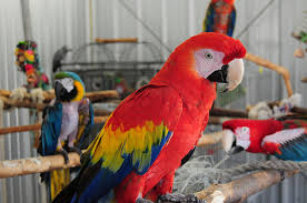 Niños loros y loro huevos para la venta.