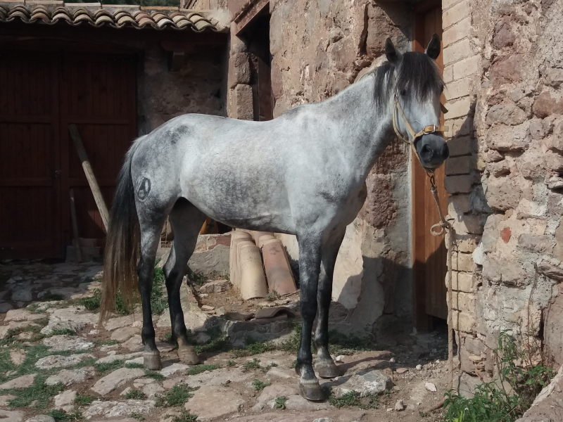 canvio caballo