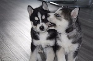 Siberian husky cachorros para la venta