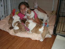 Bulldog Inglés cachorros para la adopción