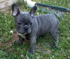 Regalo bulldog frances cachorros
