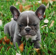 Regalo bulldog frances cachorros