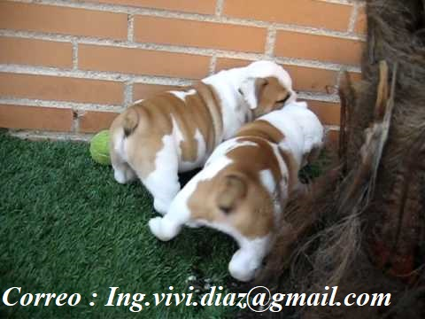Regalo dos cachorros Bulldog ingles macho y hembra