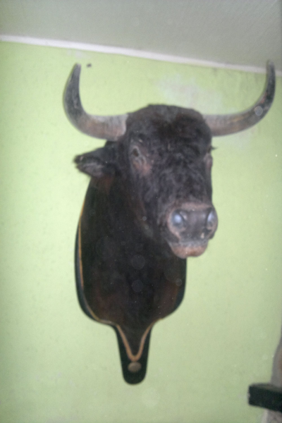 cabeza de toro matado por jesulin 