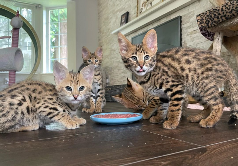 gatitos serval 