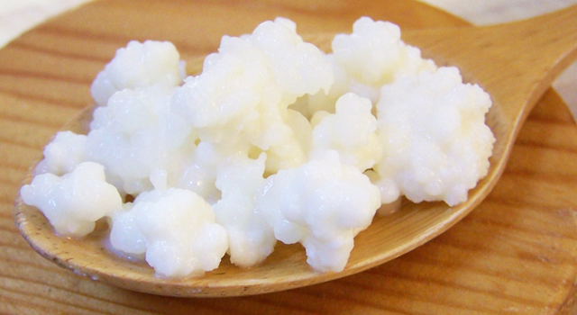 Nódulos de Kéfir de leche