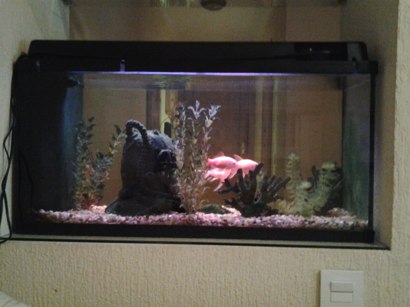 acuario