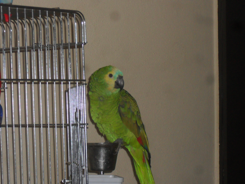 loro amazonas aestiva