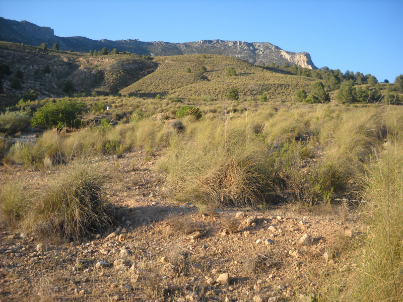 finca