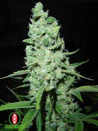 semillas de marihuana ak 47