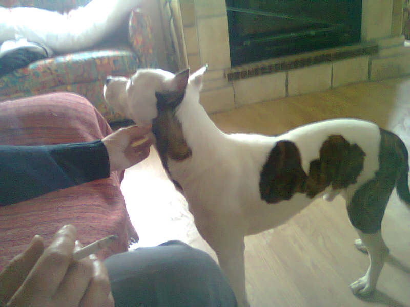 American stanfordshire de 14 meses