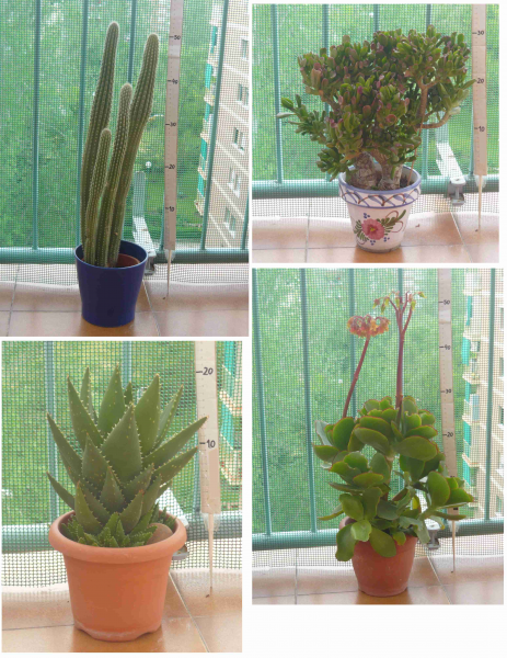 Plantas de porte medio