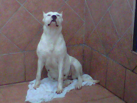 DOGO ARGENTINOS